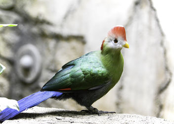 Angolan Turaco - бесплатный image #329873